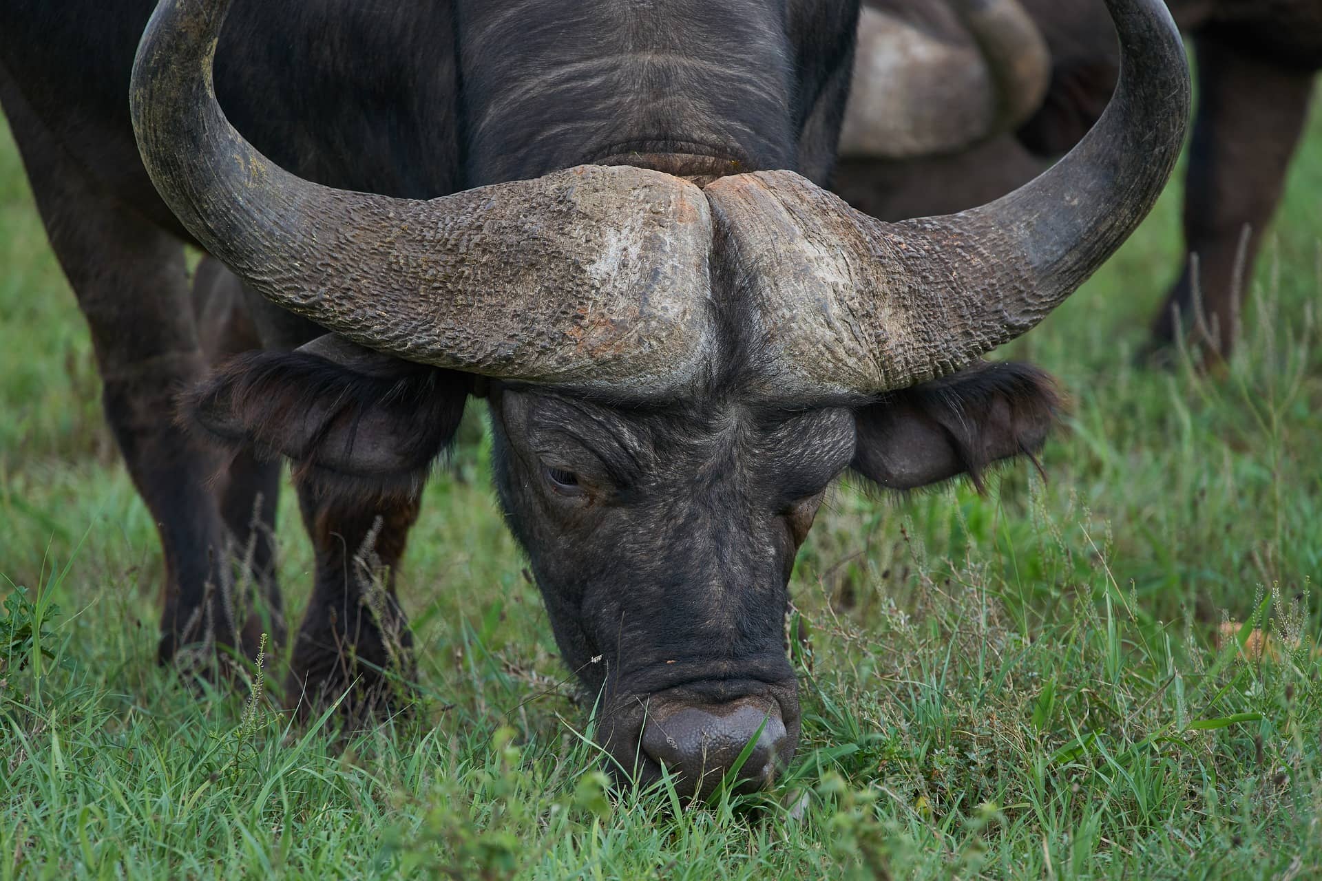 Want know some fascinating African buffalo facts see