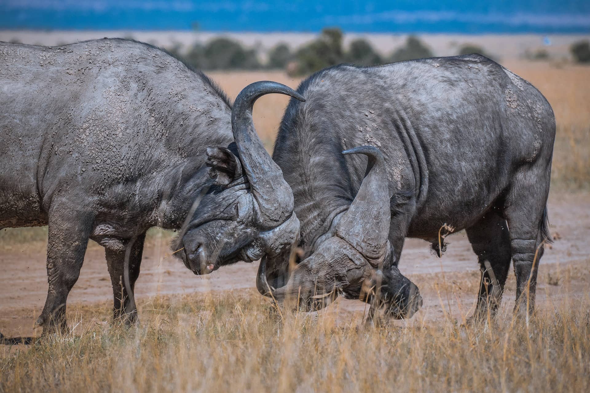 The African Buffalo. Discover Africa's Legendary Untamed Beast facts.