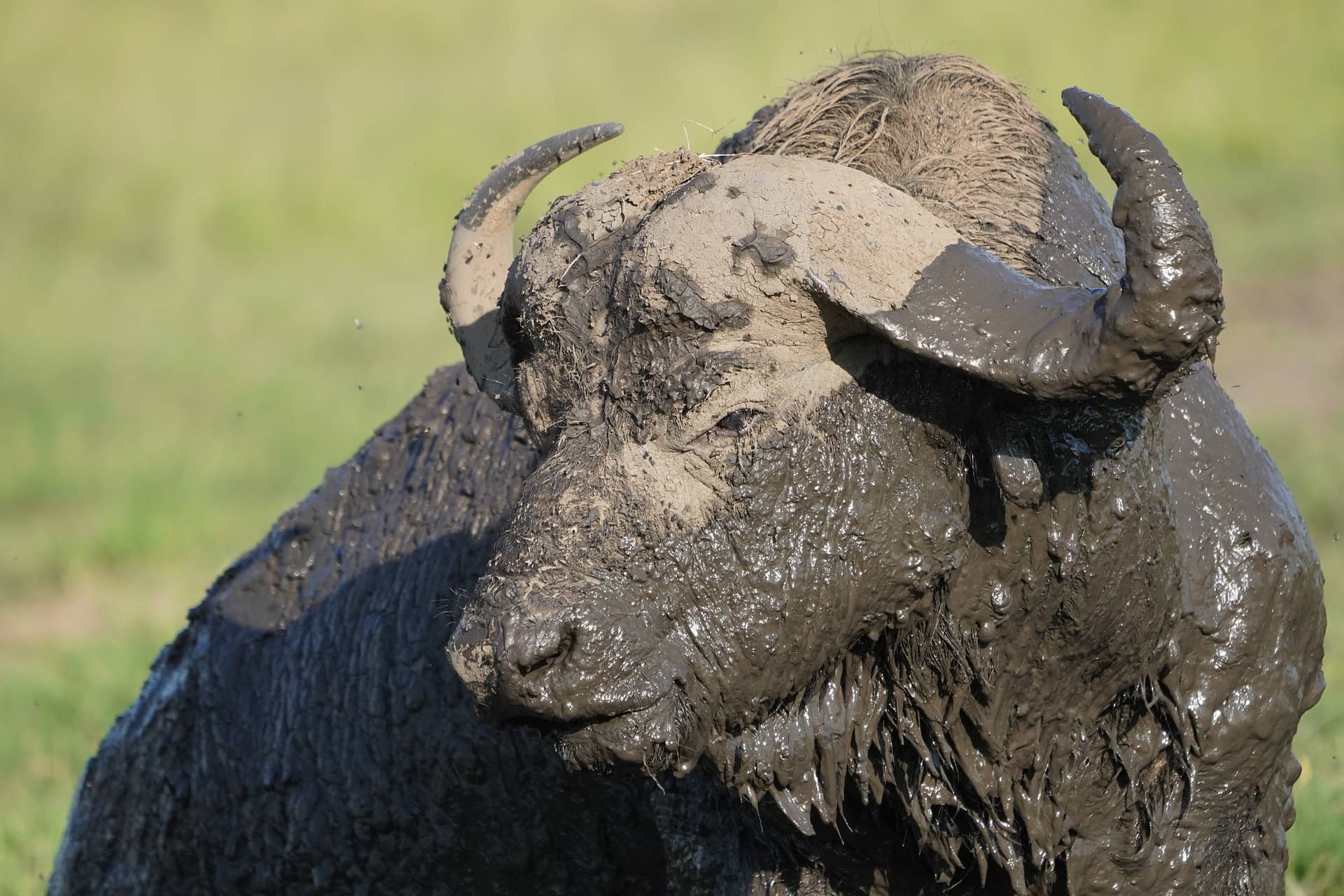 Want to know some fascinating African buffalo facts and see photos?