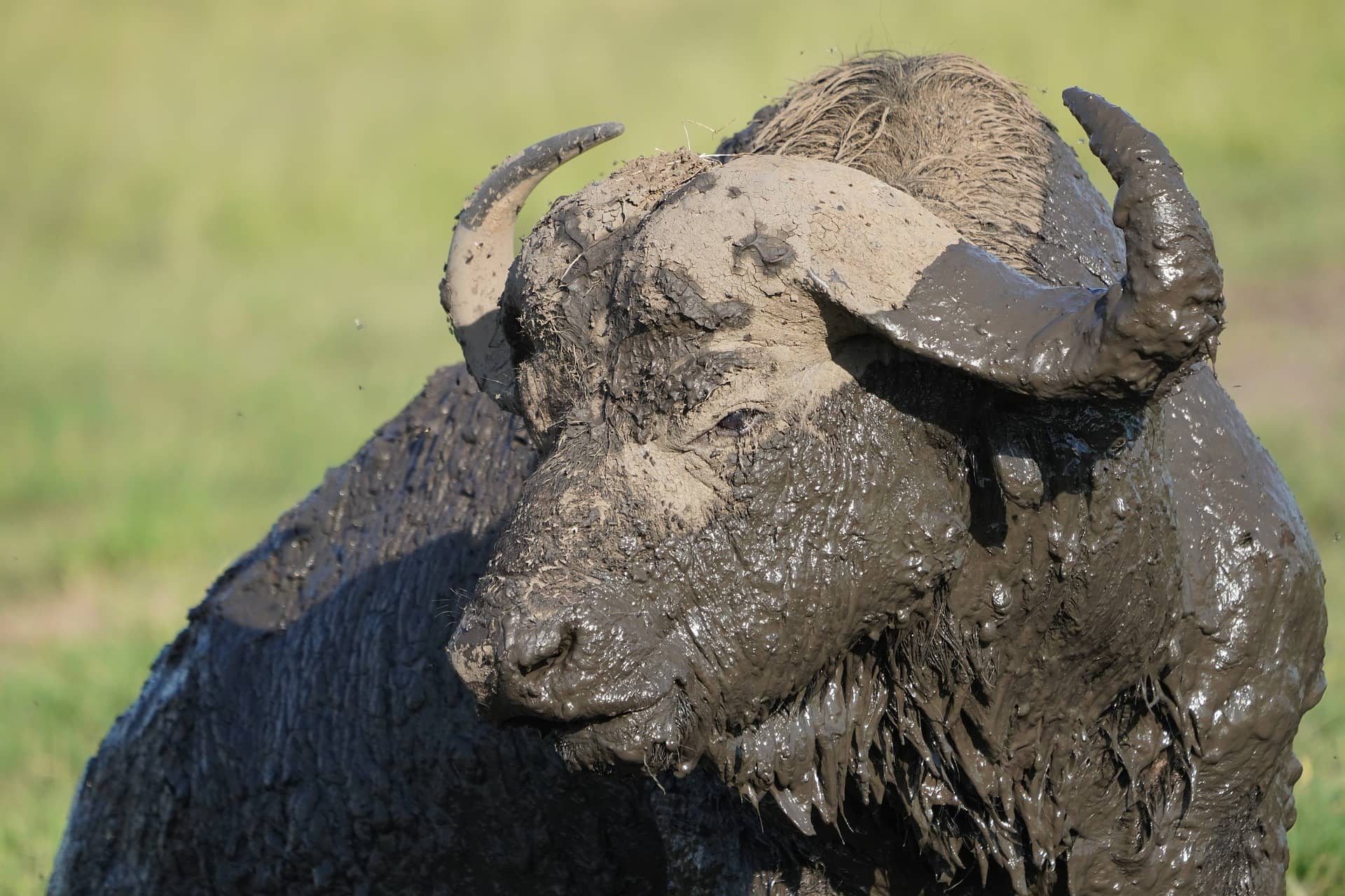 Depression diagonal sjældenhed Want to know some fascinating African buffalo facts and see photos?