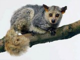 Bush baby