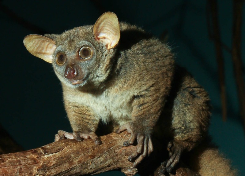 Bush baby facts: how did this African animal get its name?