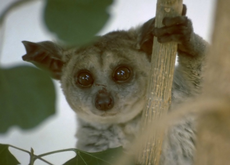 Bushbaby Fascinating Facts And Photos