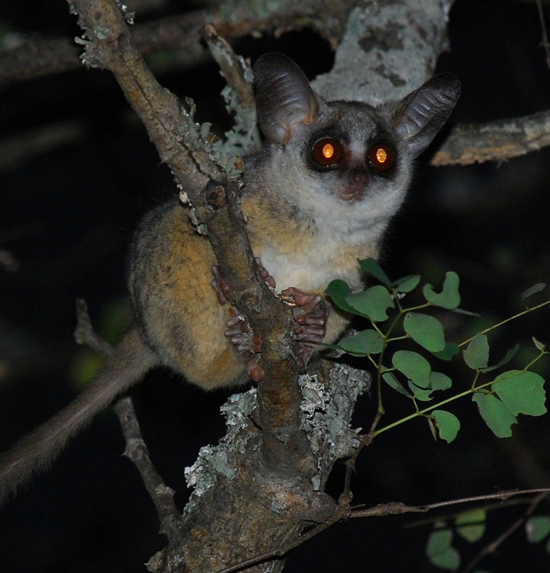 Bush baby facts: how did this African animal get its name?