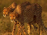 Cheetah