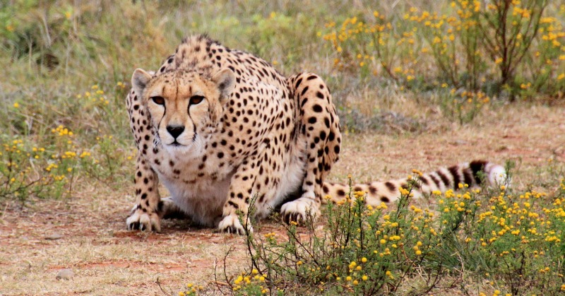 cheetah behavior