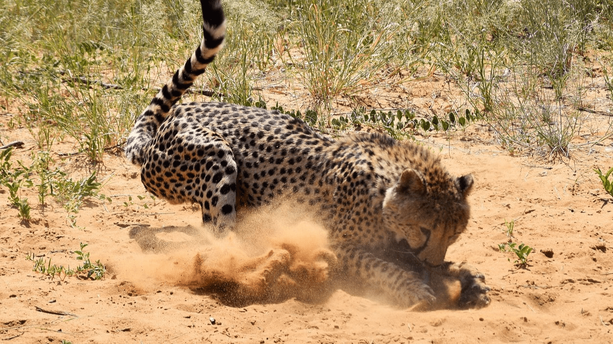 Looking for interesting African animals facts? Looking for interesting African animals facts?