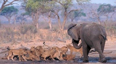 animals in chobe national park