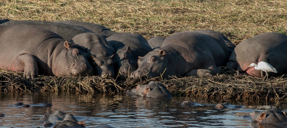 chobe wildlife