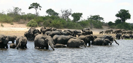 chobe national park elephants
