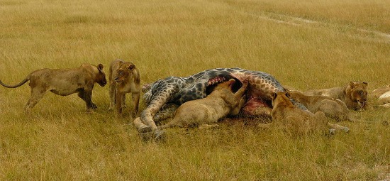 wildlife sigthings in chobe