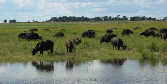 chobe national park pictures
