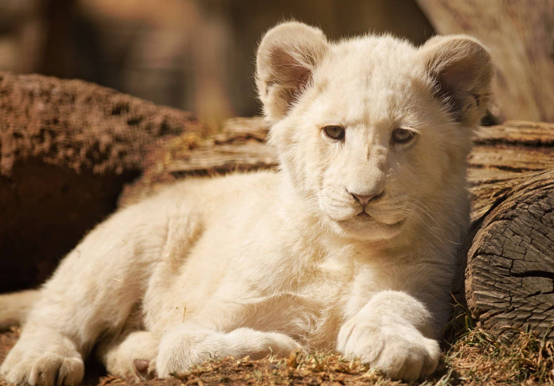 White lion cub photo.