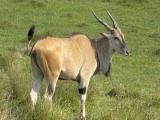 Eland