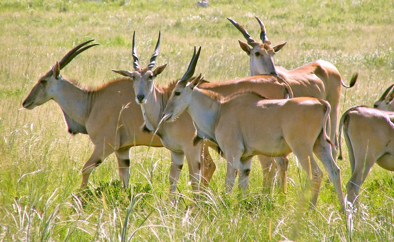 eland antelope animal