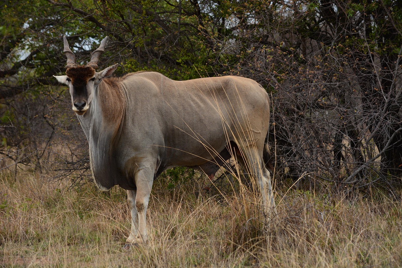 Eland dewlap