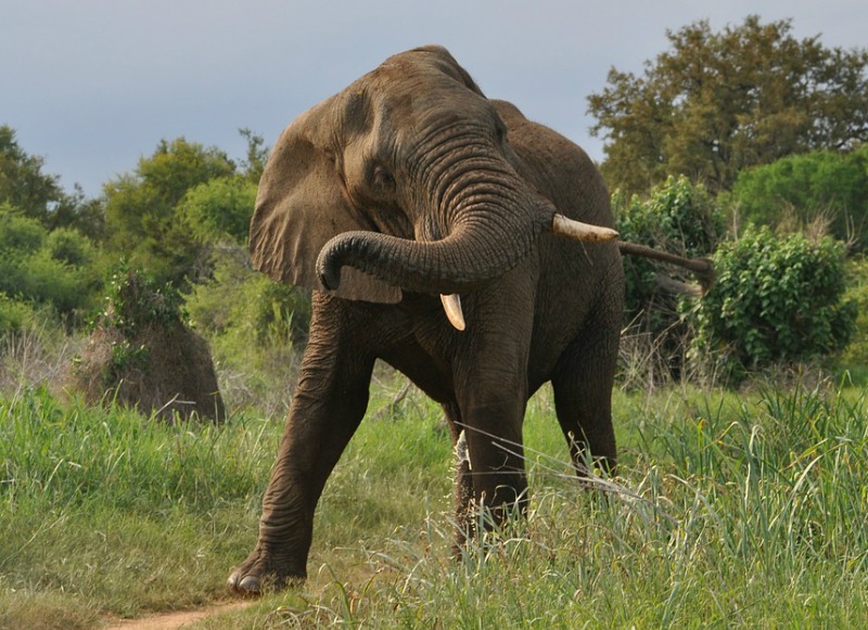 The African elephant. Discover the world's largest land animal.