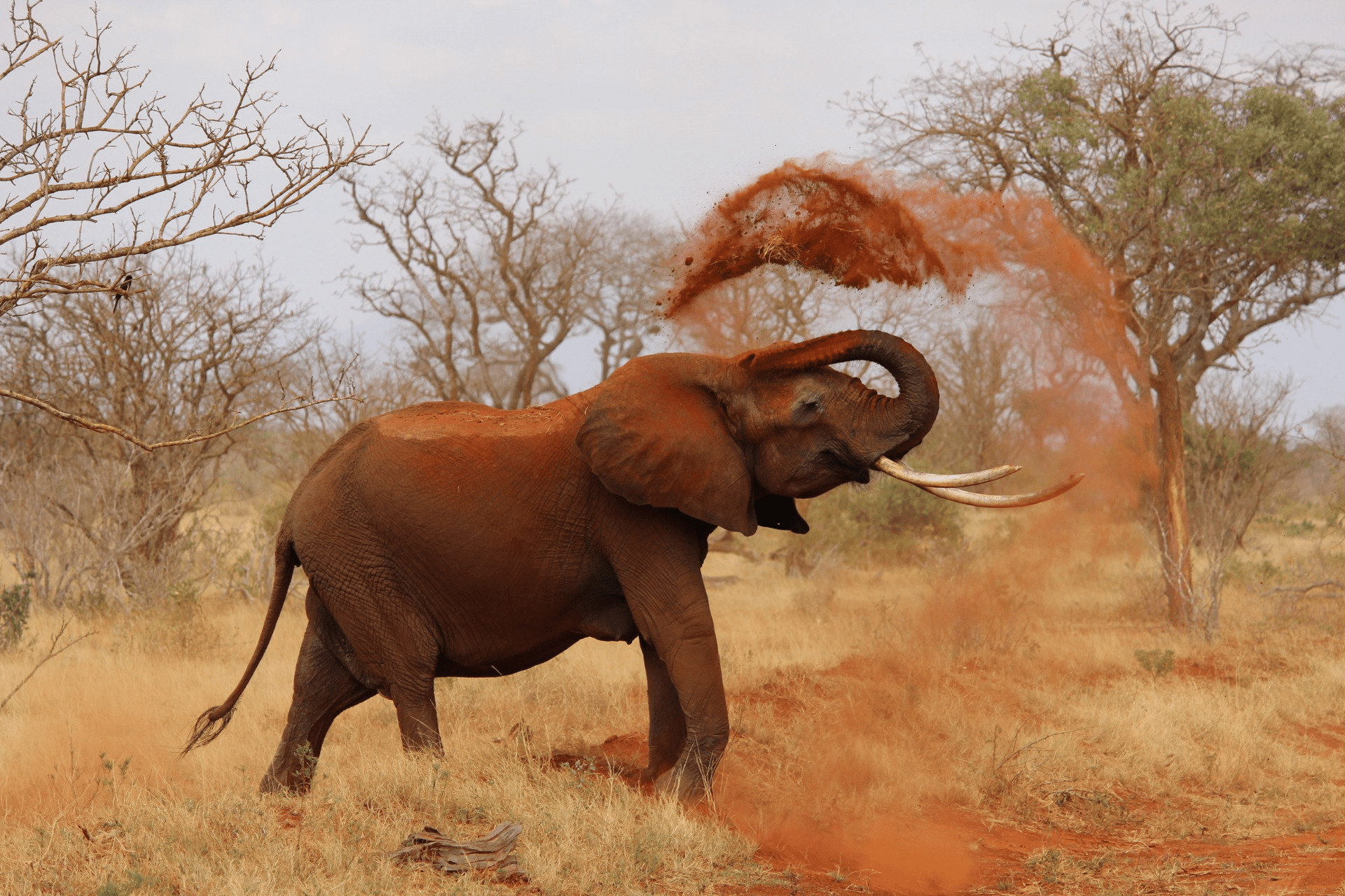 Looking for interesting African animals facts? Looking for interesting African animals facts?