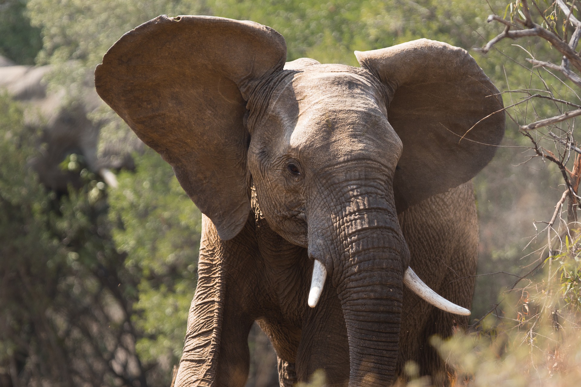 The African elephant. Discover the world's largest land animal.