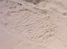 African elephants feet size