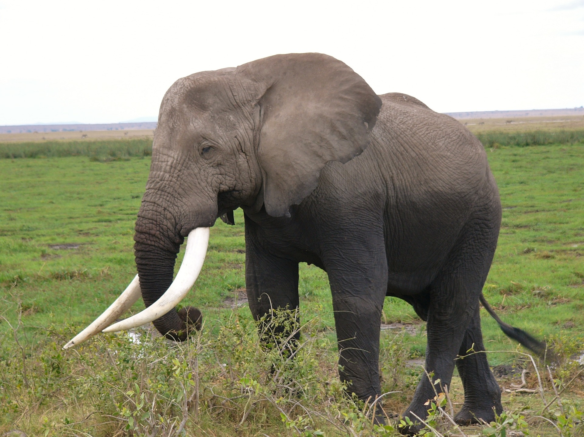 African elephant fun facts African elephant fun facts