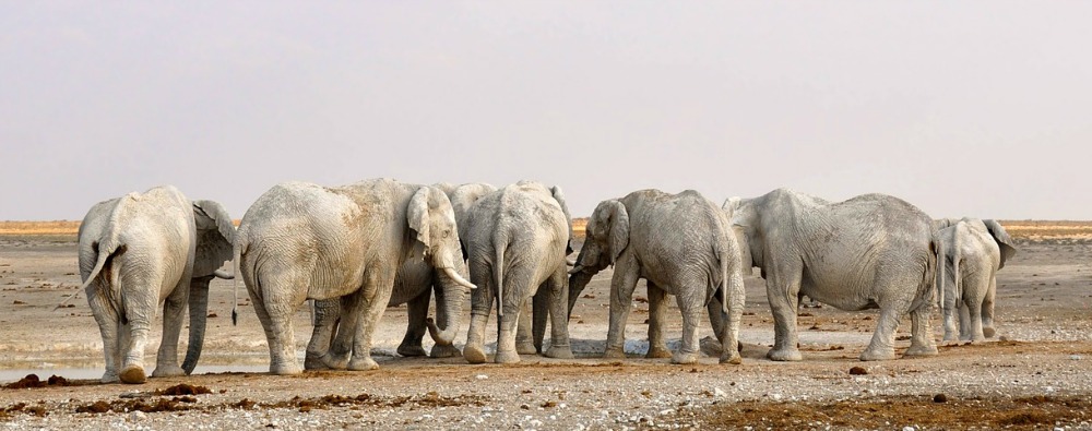 Elefantes en Etosha - Viaje por Namibia Elefantes en Etosha - Viaje por Namibia