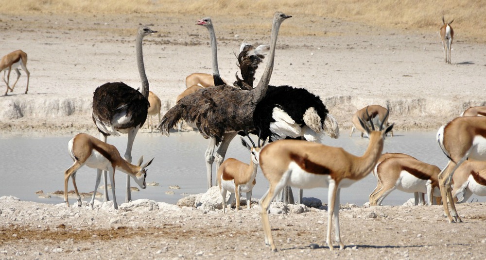 Etosha National Park review