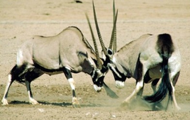 gemsbok bulls fighting