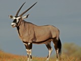 Gemsbok