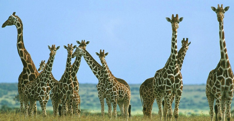 Fascinating giraffe facts you probably did not know