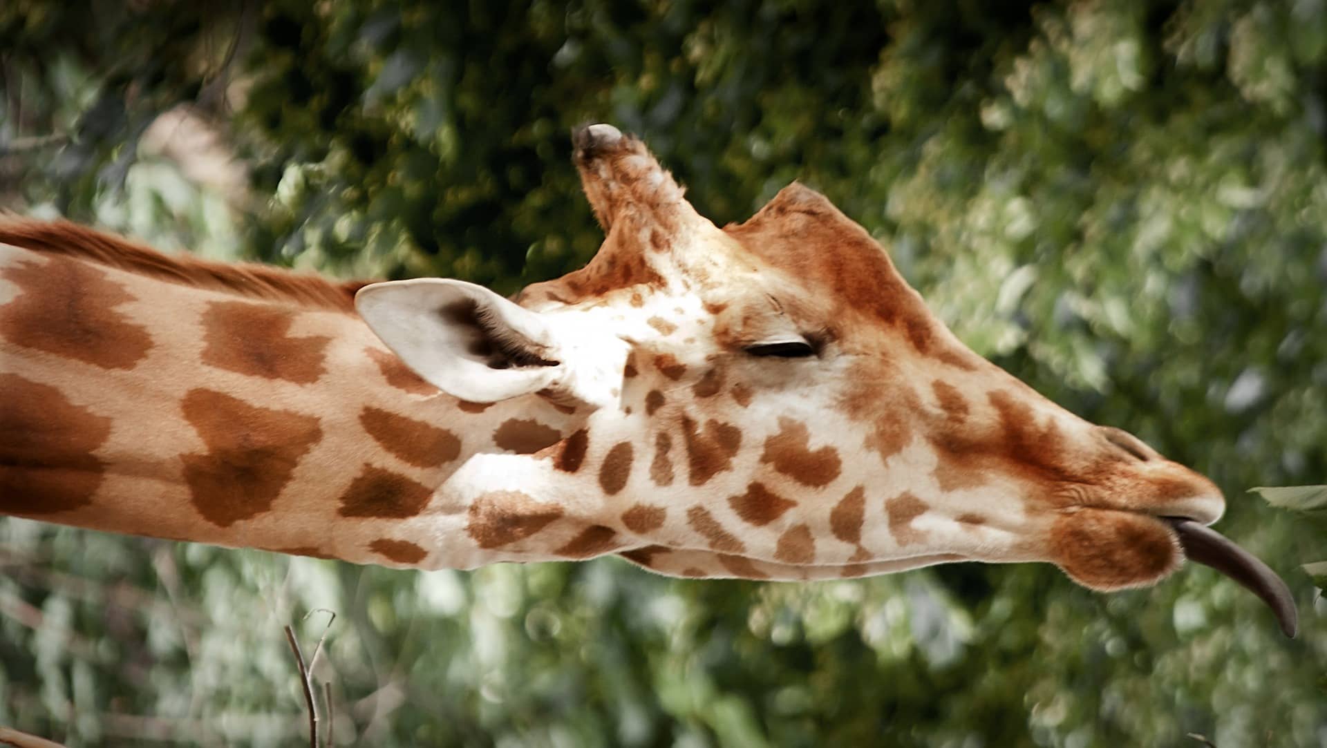 Giraffes Elegance An Intriguing Look at the Tallest Land Mammals