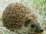 Hedgehog