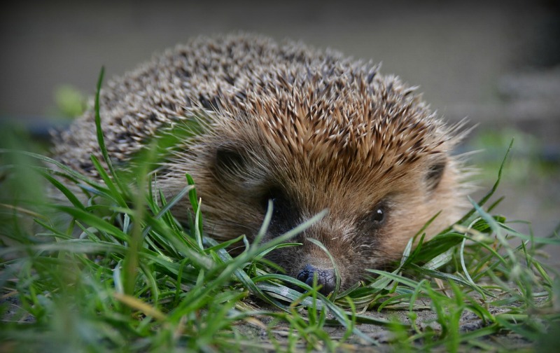 Hedgehog facts Hedgehog facts