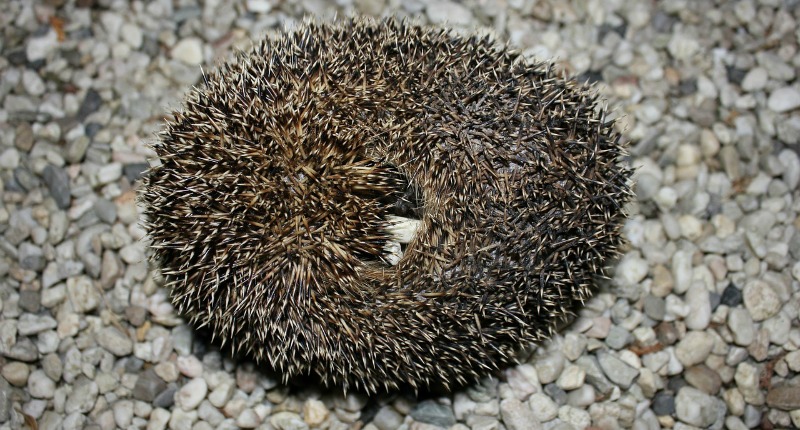 Hedgehog defense against predators Hedgehog defense against predators