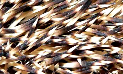 hedgehog interesting information hedgehog interesting information