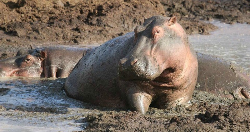 hippos habitat