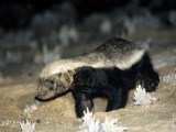 Honey badger
