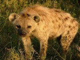 Hyena