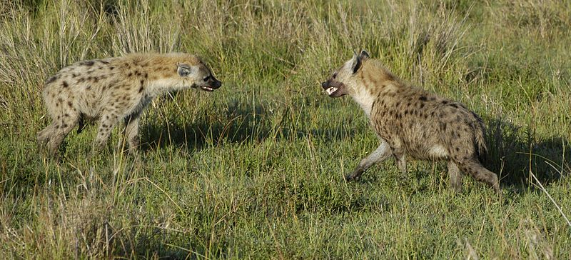 hyena interesting facts hyena interesting facts