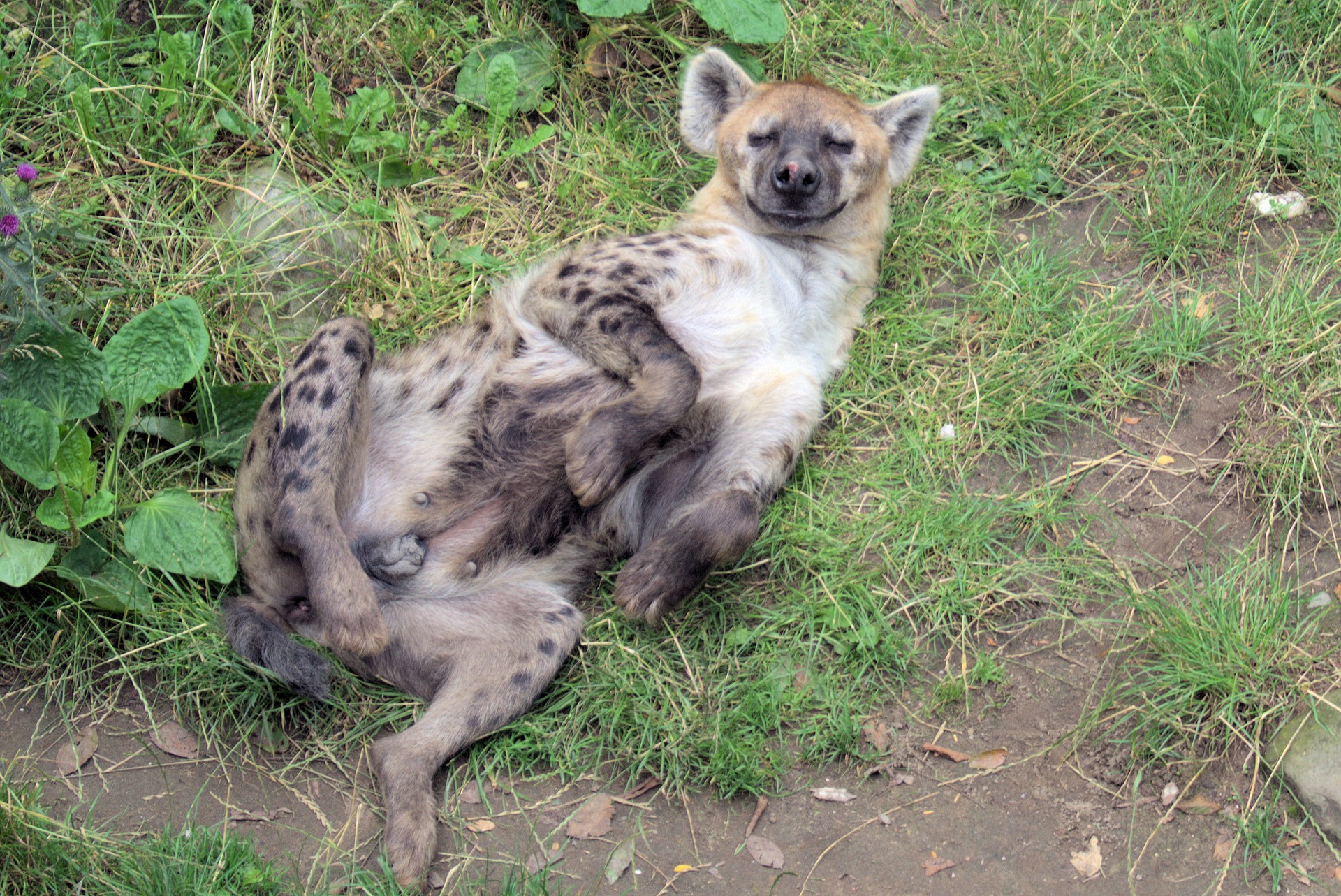 how do hyenas give birth? how do hyenas give birth?