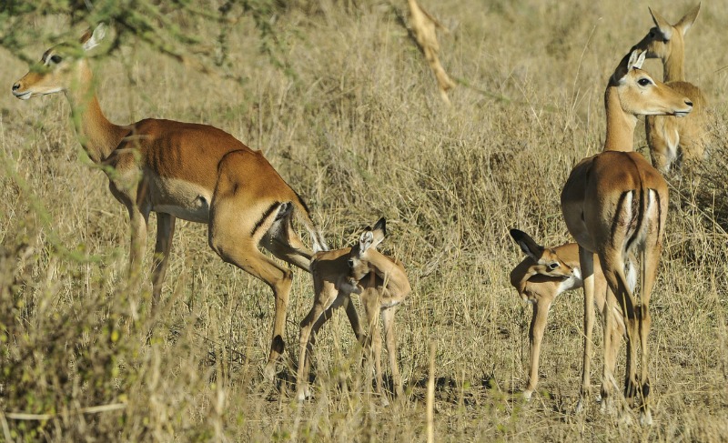 impala young