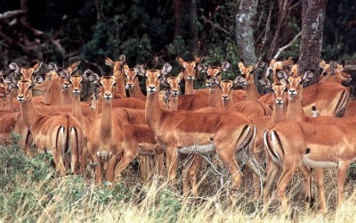 African impala images