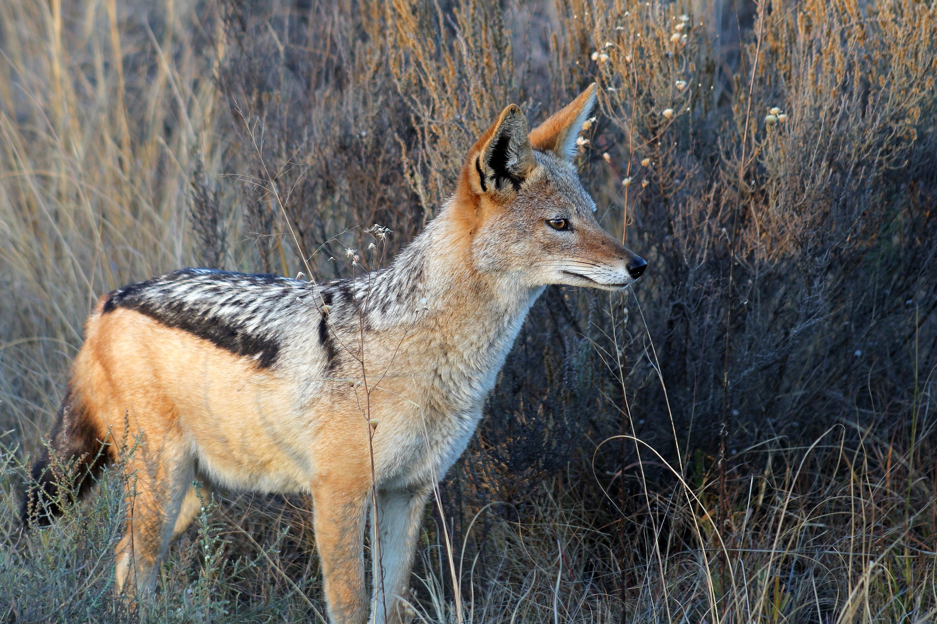 images of a jackal