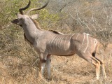 Kudu