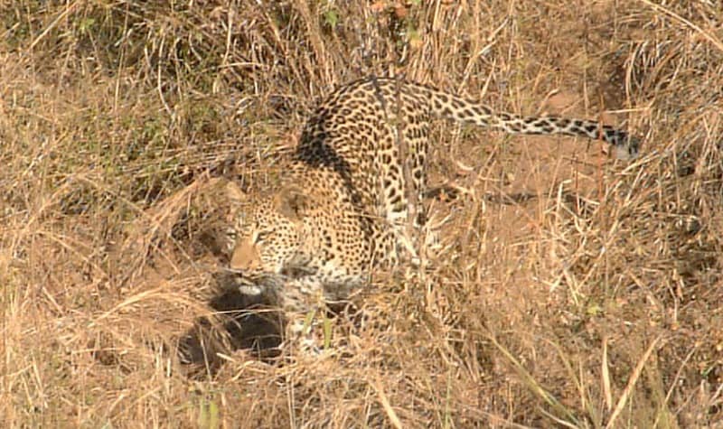 leopard what do they eat