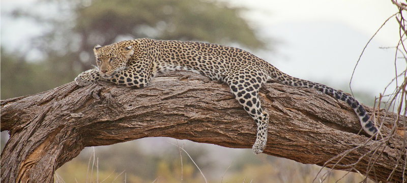 Fascinating facts about leopards. What makes them such good hunters?