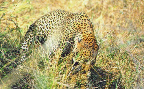 leopards mating habits leopards mating habits