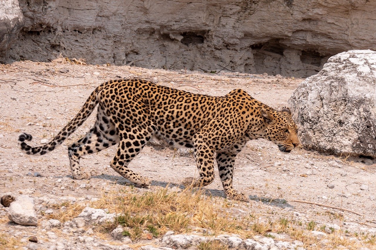 The Mysterious Beauty of Leopards: Showing Their Secretive Way of Life