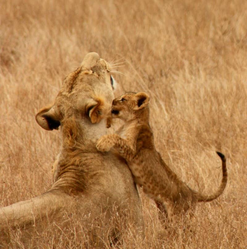 Lion cub playing with mum.