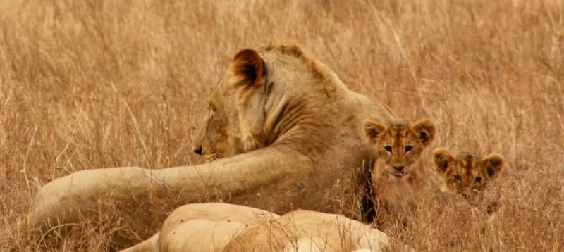 Lioness with cub pictures.